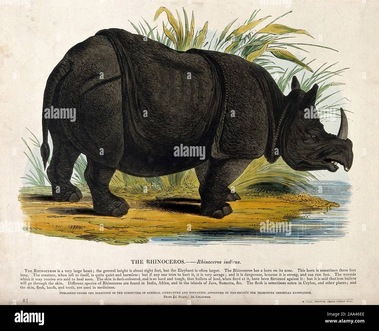 Standing rabbit drawing hi-res stock photography and images - Alamy