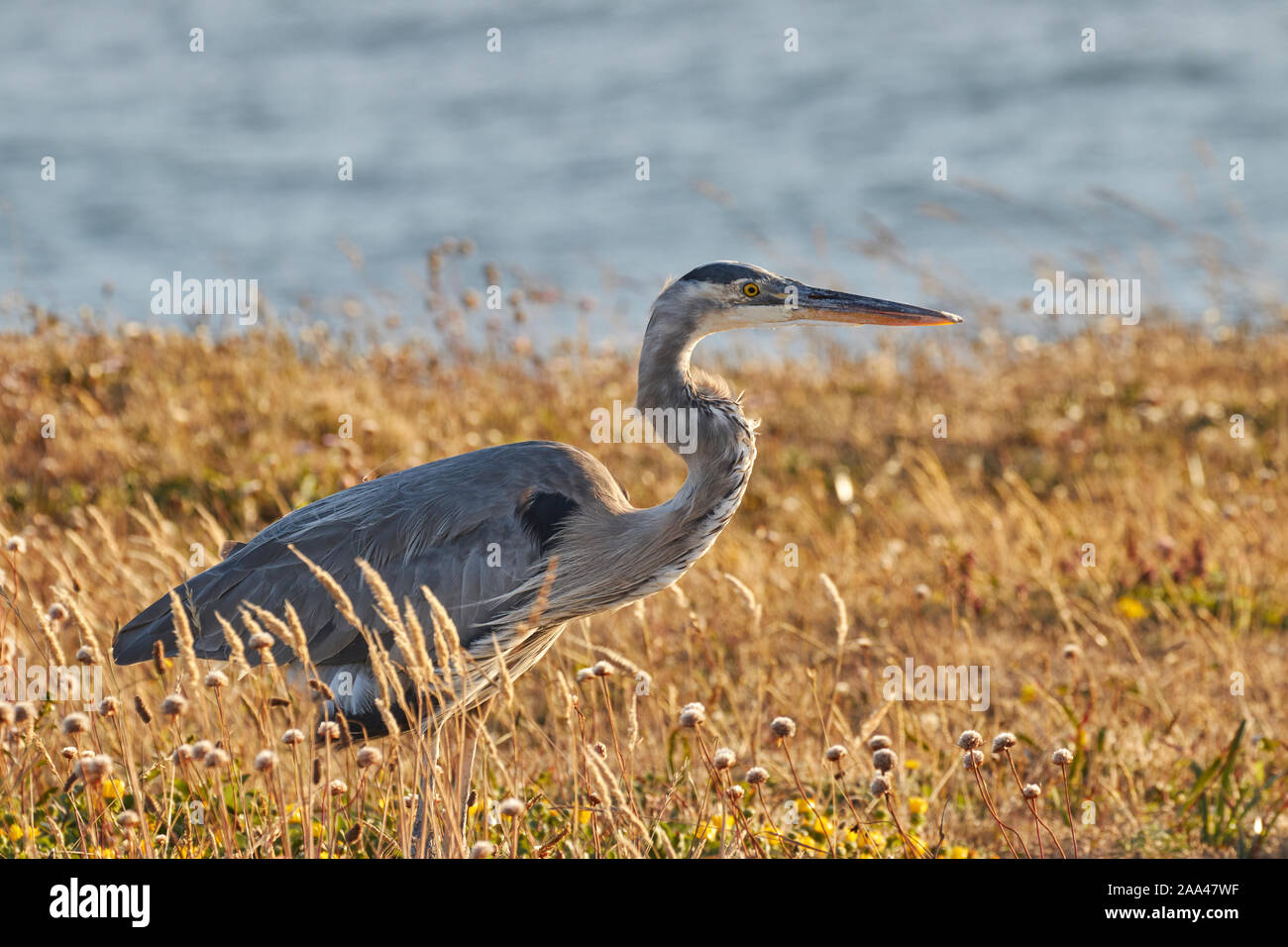 A Blue Heron in California, USA Stock Photo