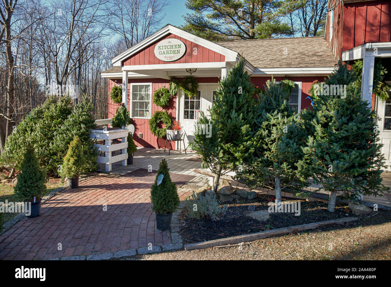 Christmas trees for sale at The Kitchen Garden store in Templeton, MA Stock Photo