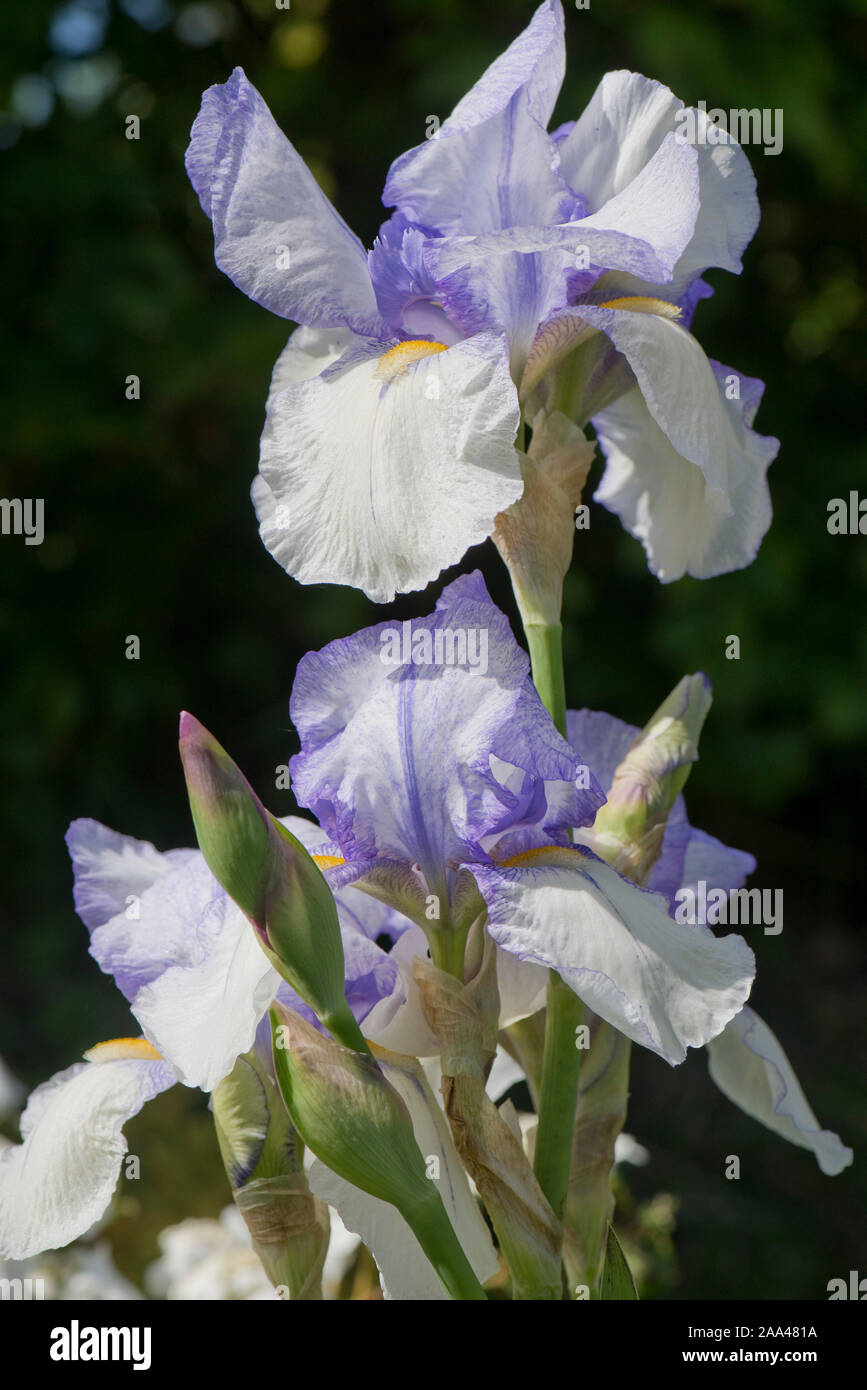 Iris 'Snow Tracery', blue white and yellow flowers on a tall bearded iris on a garden perennial plant with underground rhizomes. May Stock Photo