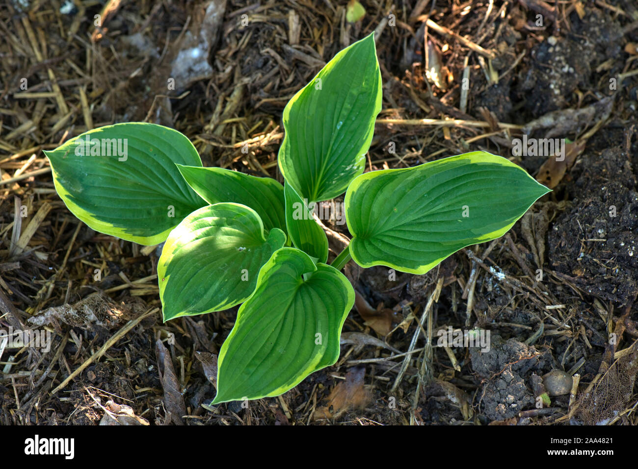 Hosta fortunei 'Aureomarginata', young golden-edged plantain lily plant with strongly veined leaves and a yellow gold marginal border, May Stock Photo