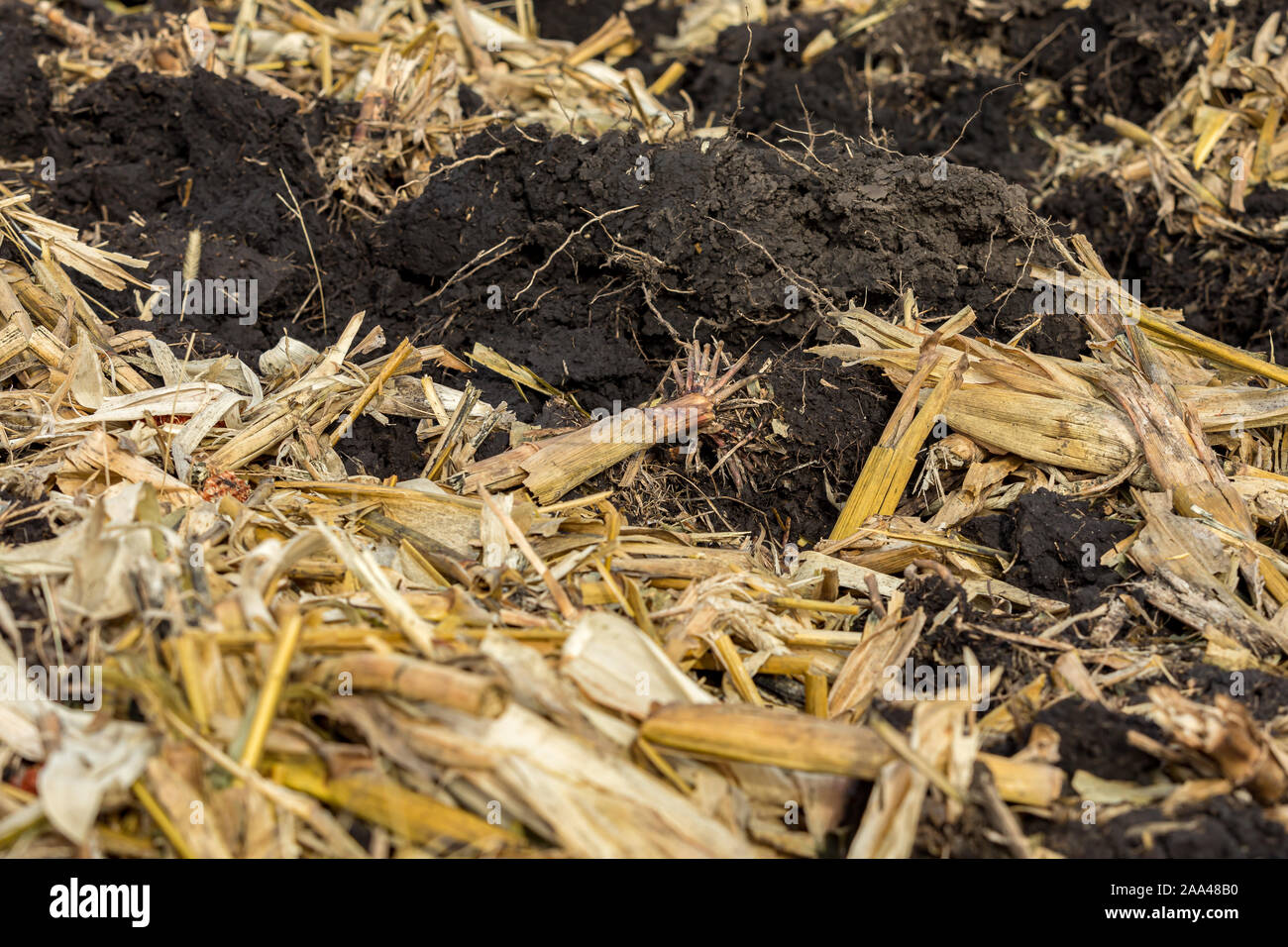 Closeup of cornfield with cornstalks and residue covered with black dirt clods after fall reduced tillage soil conservation with chisel plow Stock Photo
