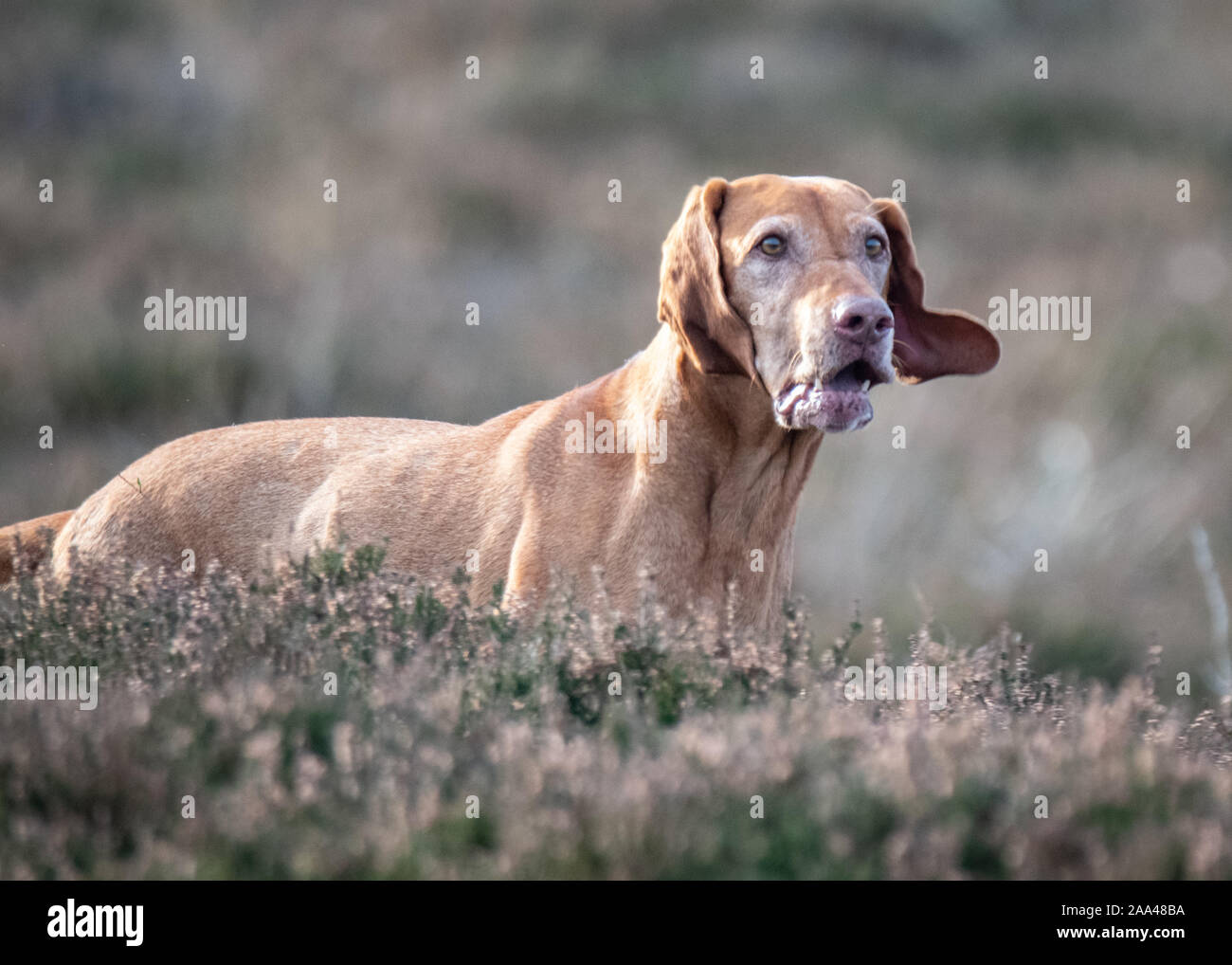 hunt point retriever breeds