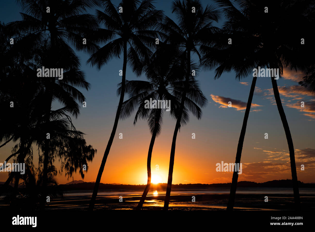 Palm trees on beach on sunset, Queensland, Australia Stock Photo