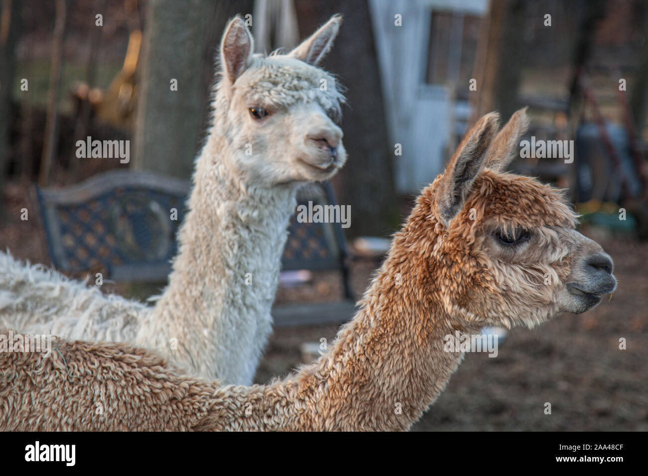 Two alpacas at a farm in Petersham Stock Photo