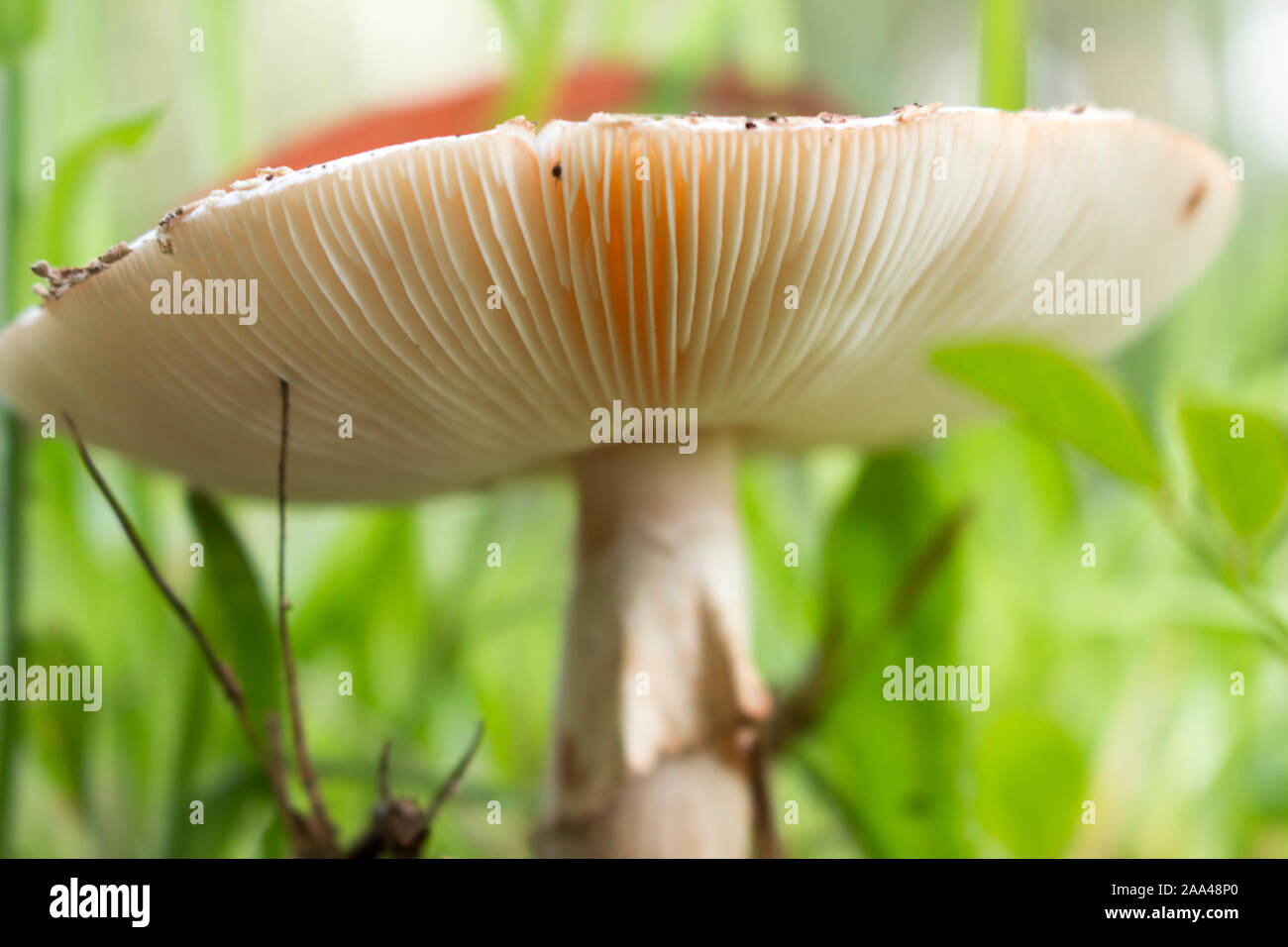 Close Up of the bottom of a mushroom. There are over 10,000 varieties of mushrooms in the world. Stock Photo