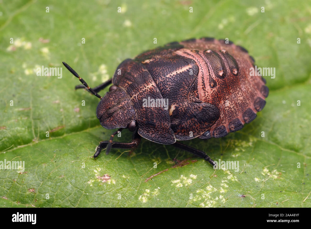Tortoise Shieldbug final instar nymph (Eurygaster testudinaria) at rest on bramble leaf. Tipperary, Ireland Stock Photo