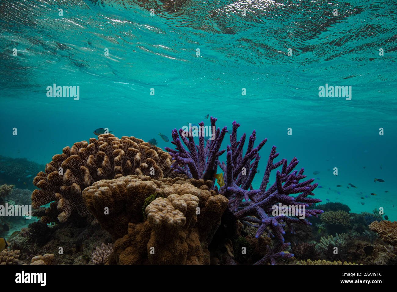 Coral reef, Great Barrier Reef, Queensland, Australia Stock Photo