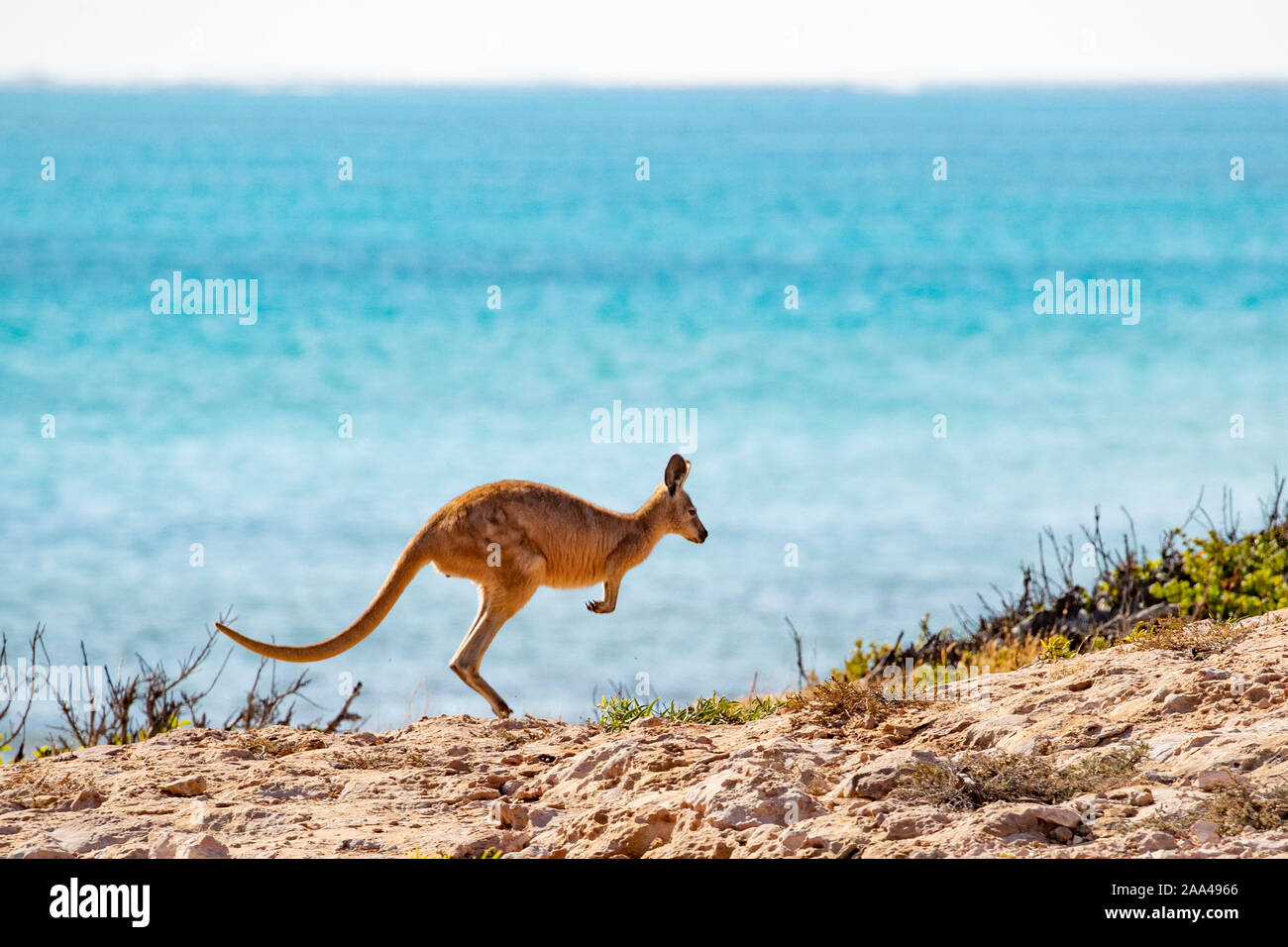 Kangaroo jumping on beach, Australia Stock Photo