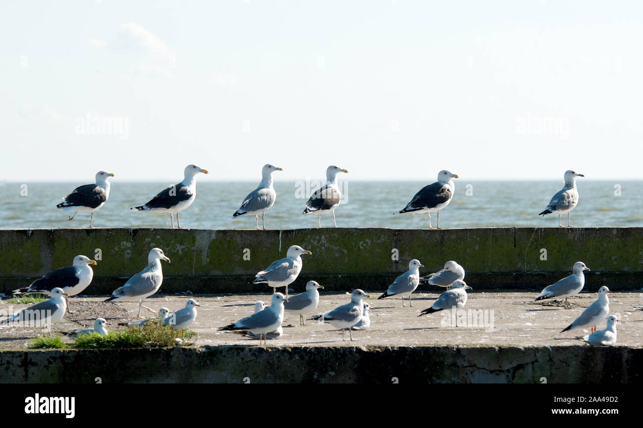 Seagulls on Curonian Spit, Neringa, Lithuania Stock Photo
