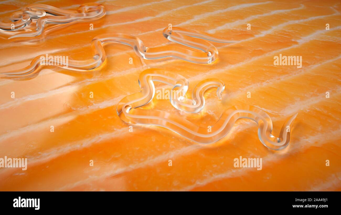 Salmon contaminated with Anisakis. 3D Illustration. Stock Photo