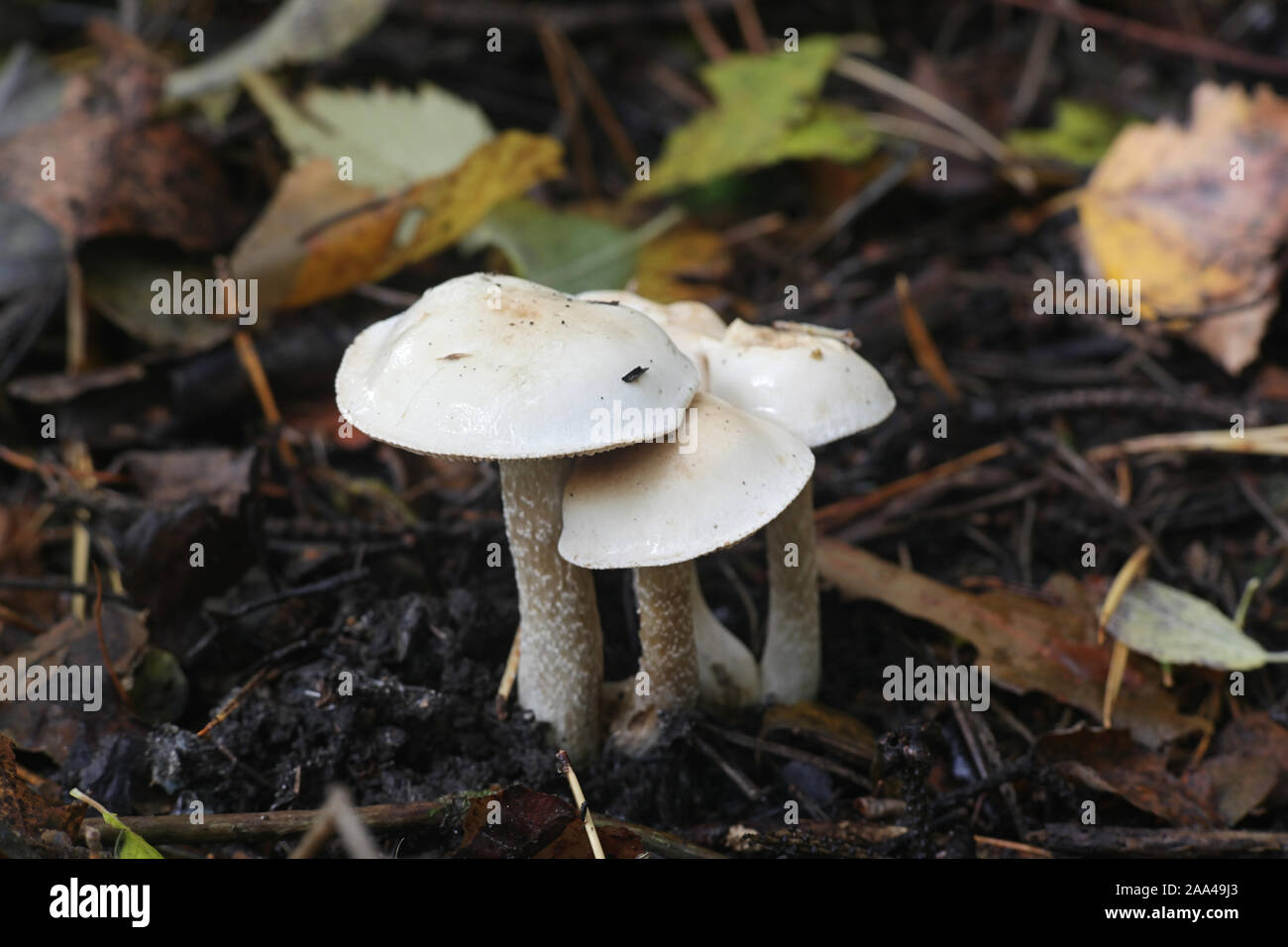 Hebeloma crustuliniforme, known as poisonpie or fairy cake mushroom Stock Photo