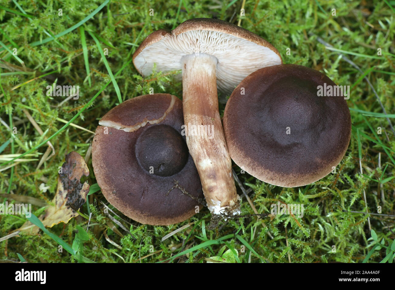 Tricholoma imbricatum, known as the matt knight, wild mushroom from Finland Stock Photo