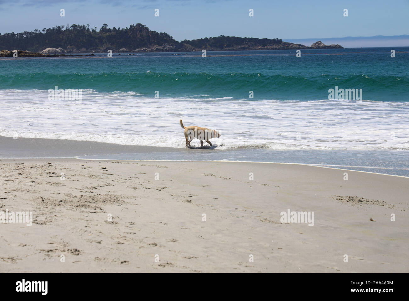 Dog in Surf on Carmel Beach Stock Photo