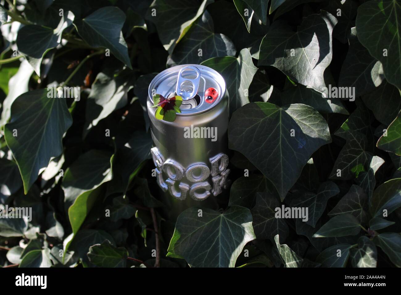The picture shows a good luck can in the ivy Stock Photo