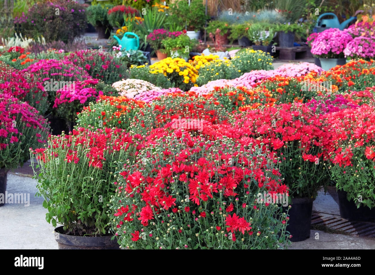 Potted hrysanthemums. Garden market with flowers. Bushes with hrysanthemums in pots in garden store. Nursery of plant for gardening and decoration. Stock Photo