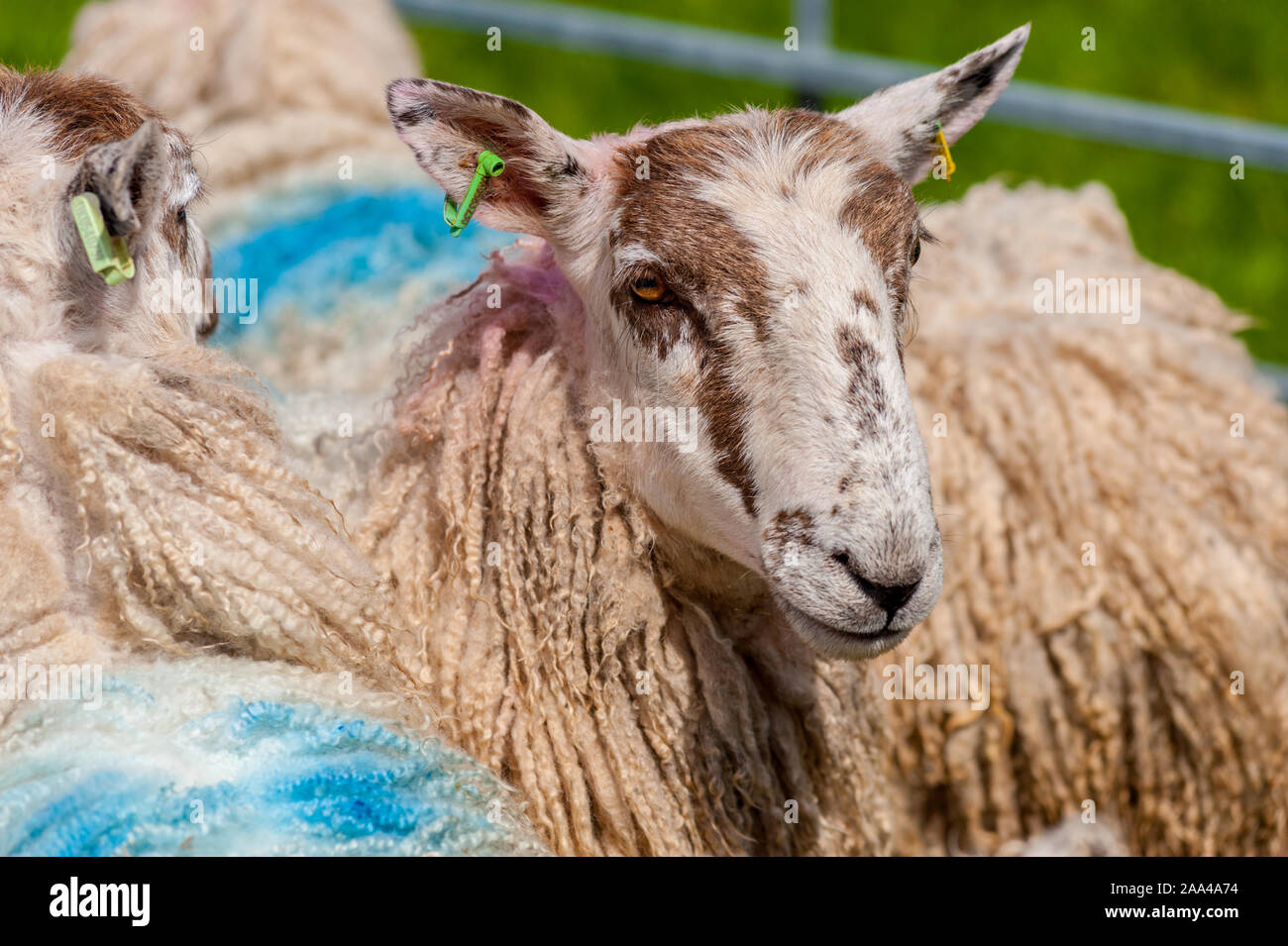 Sheep at The Village Cattle show at the Knapps Kilmacolm Scotland. Stock Photo