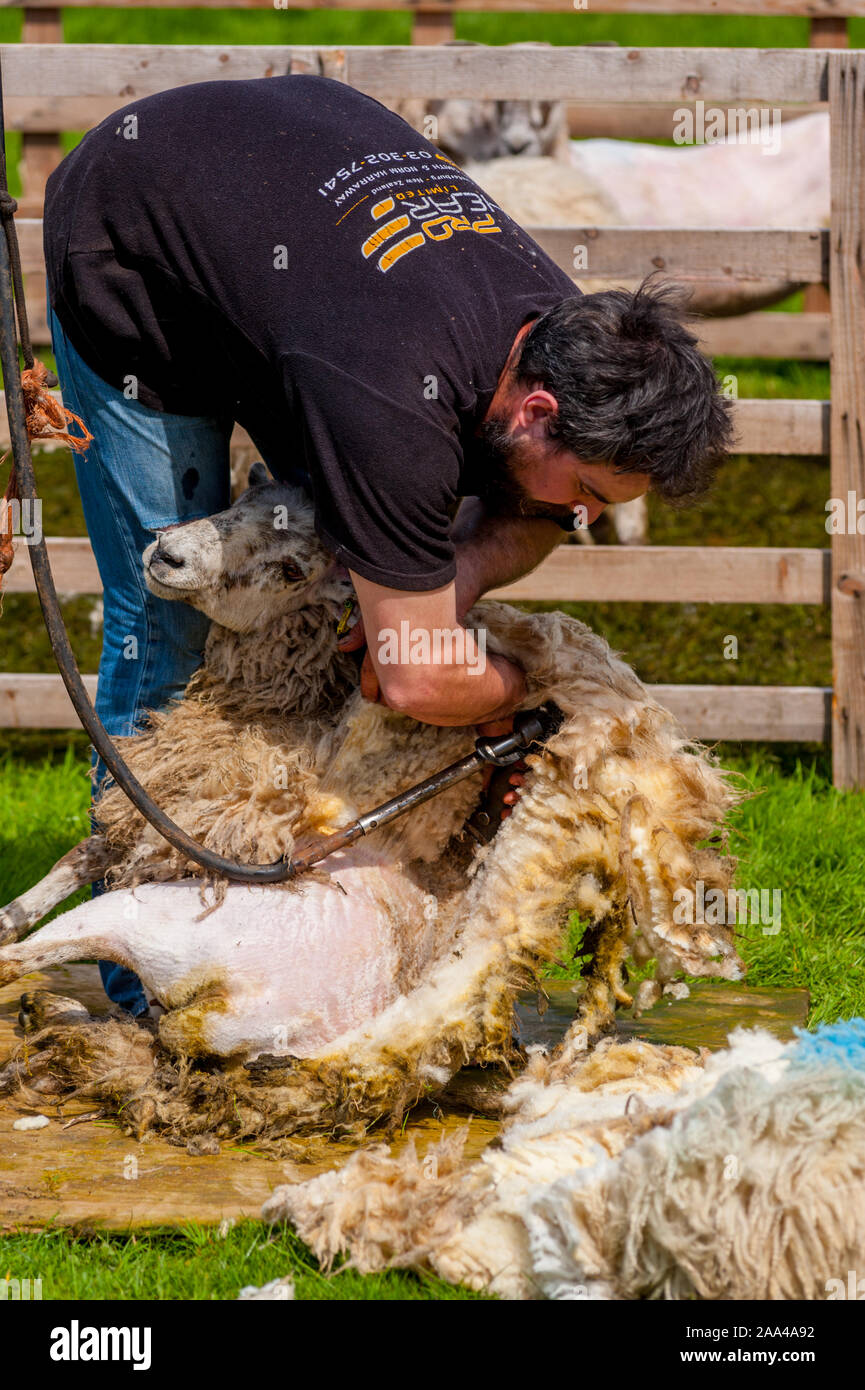 Shhep shearing at The Village Cattle show at the Knapps Kilmacolm Scotland. Stock Photo