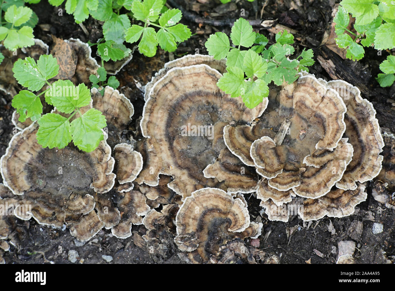 Bjerkandera adusta, known as the smoky polypore or smoky bracket, wild fungus from Finland Stock Photo