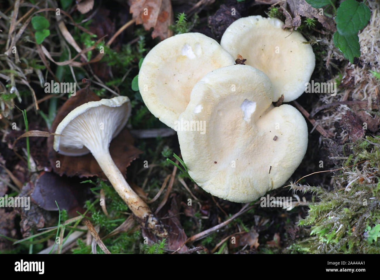 Hygrophoropsis pallida or H. aurantiaca var. macrospora, known as the false chanterelle, wild mushrooms from Finland Stock Photo