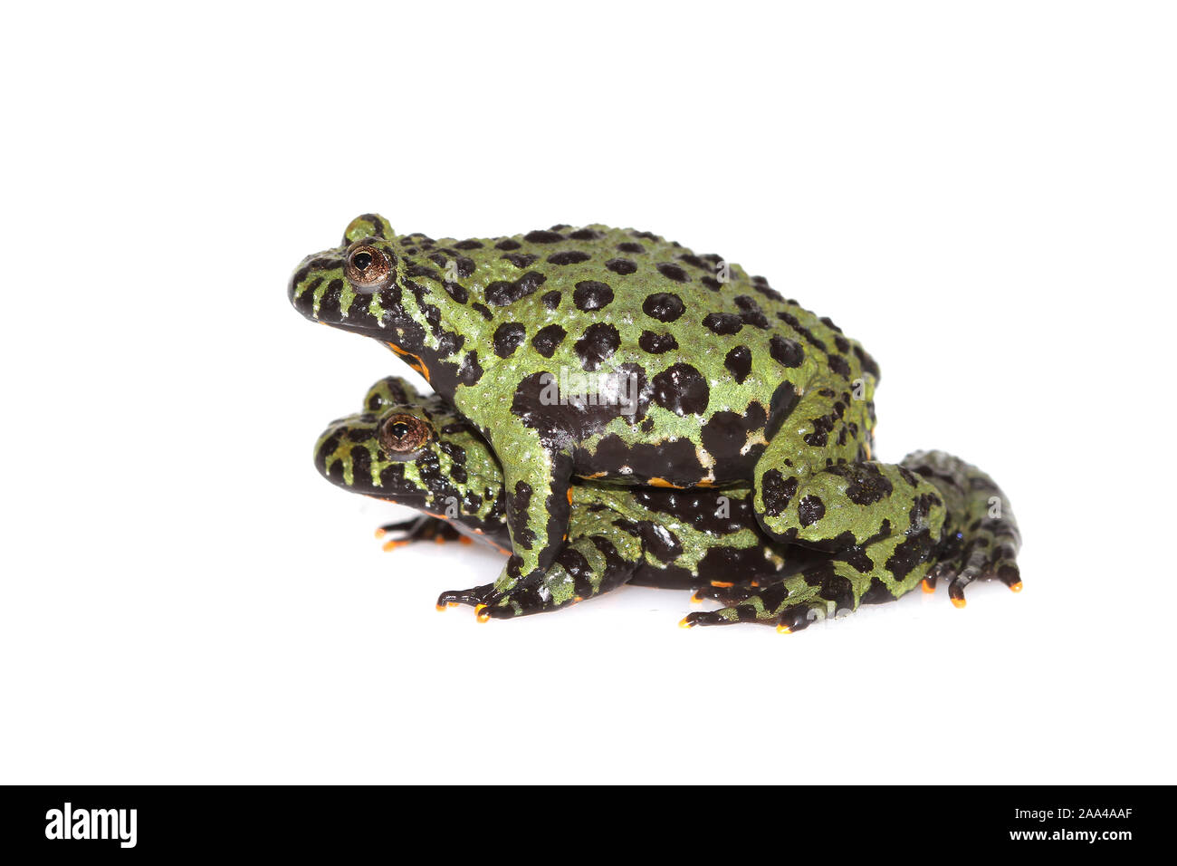 Two Oriental Fire-bellied Toads Stock Photo