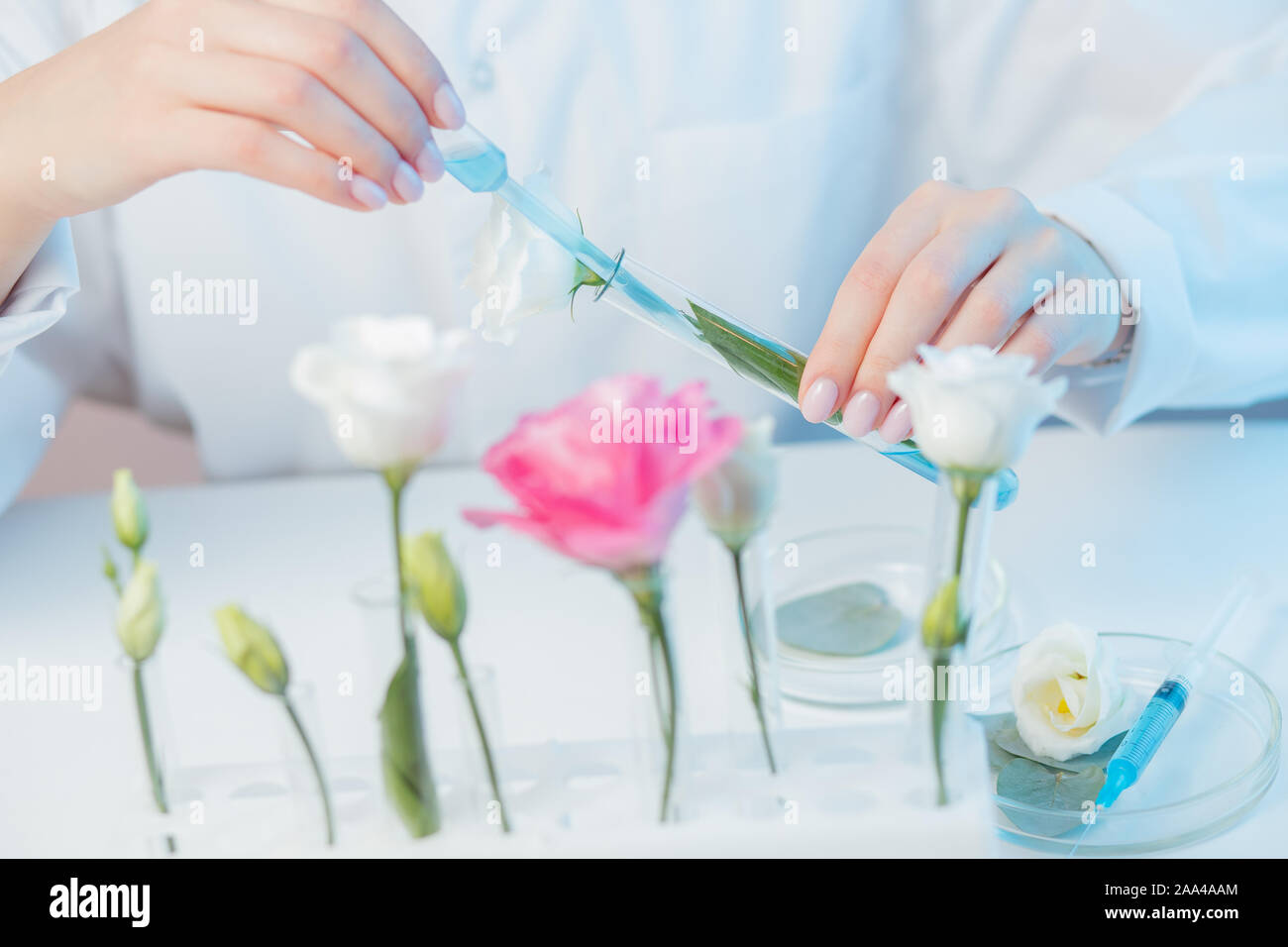 Natural organic botany flower herb medicine, technologist doctor develops skin care beauty products. Stock Photo