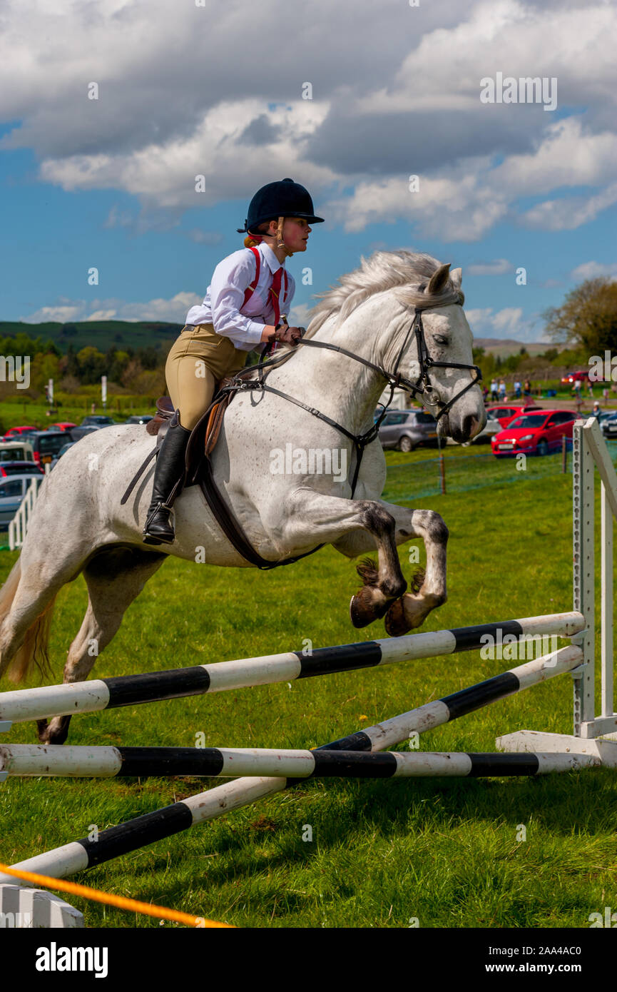 Show jumper jumping over fence at The Village Cattle show at the Knapps Kilmacolm Scotland. Stock Photo