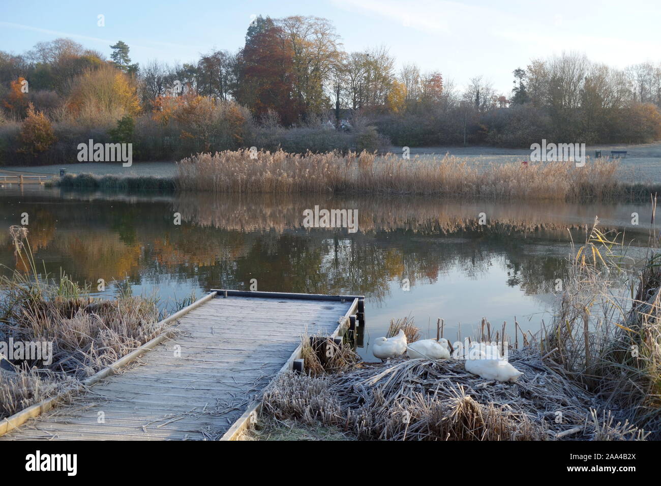 southern lake, thorley park, stortford herts england uk Stock