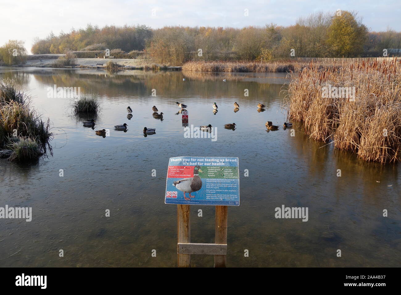 southern lake, thorley park, stortford herts england uk Stock