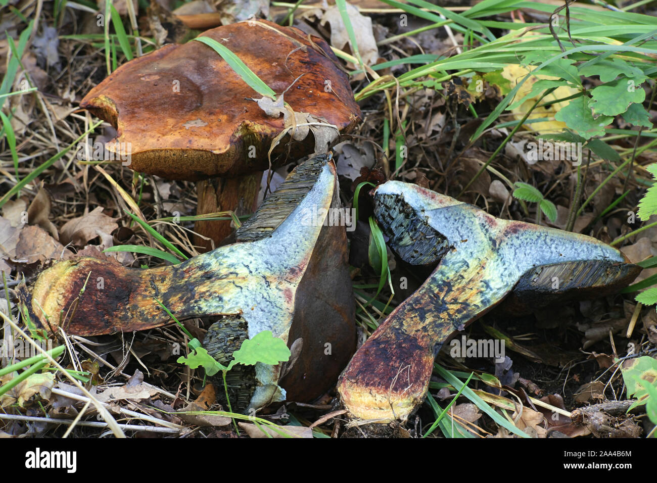 Neoboletus luridiformis, or Boletus luridiformis, known as the scarletina bolete, wild mushroom from Finland Stock Photo