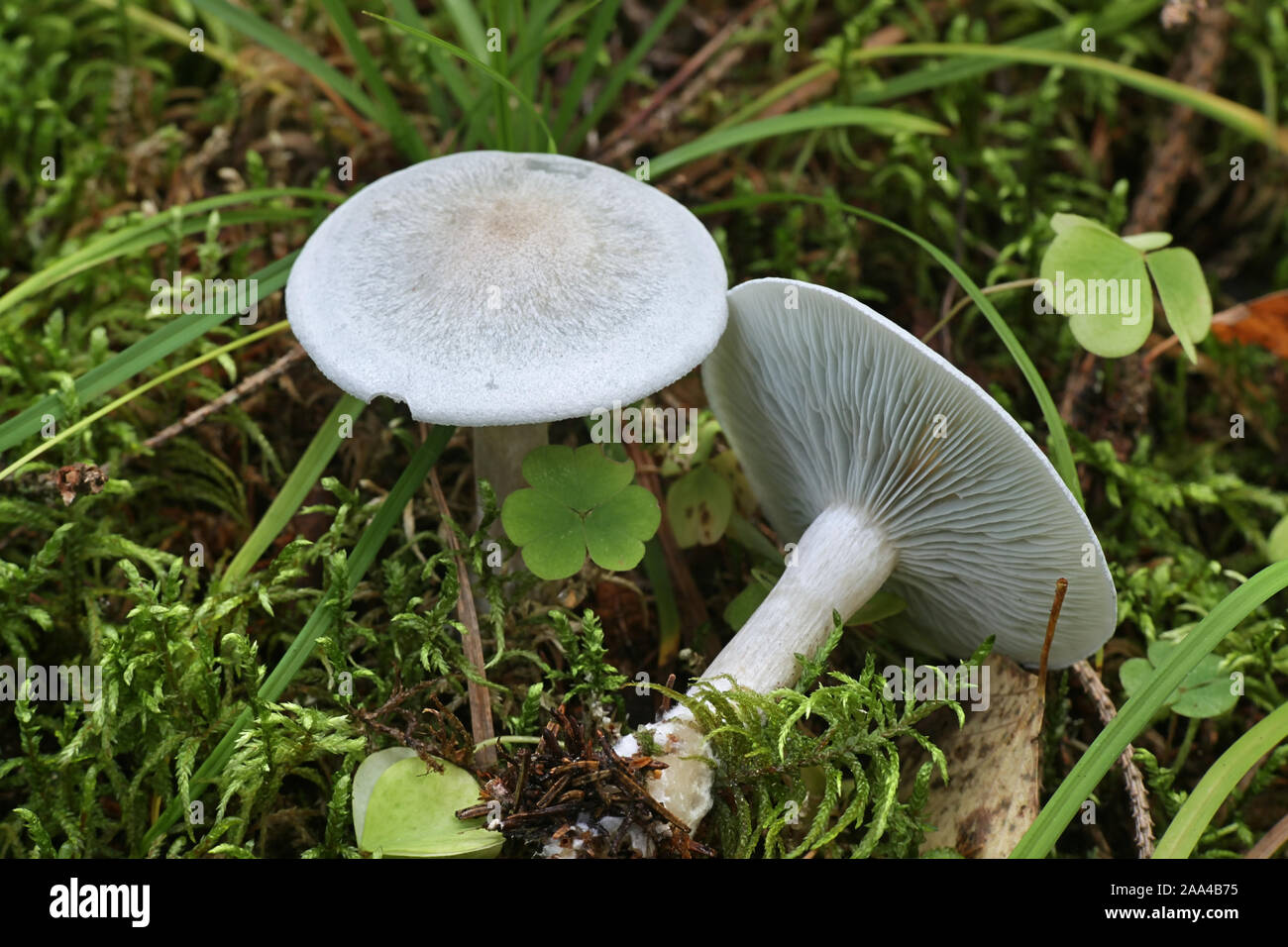 Clitocybe odora, known as the aniseed toadstool or aniseed funnel cap, wild mushrooms from Finland Stock Photo