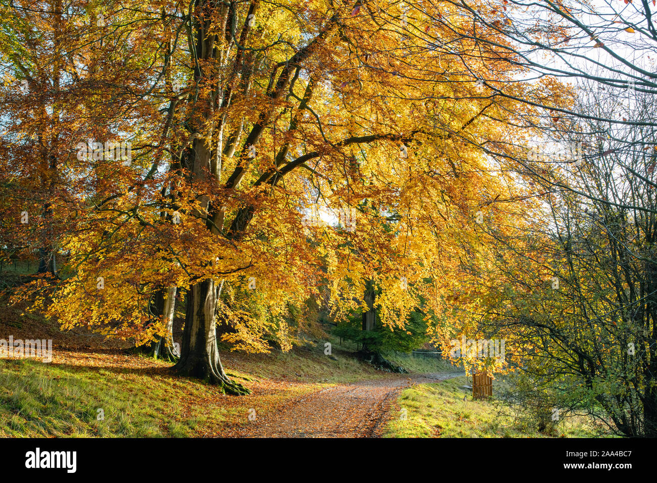 Fagus sylvatica. Autumn Beech trees in the early morning autumn sunlight. Blenheim park, Oxfordshire, England Stock Photo