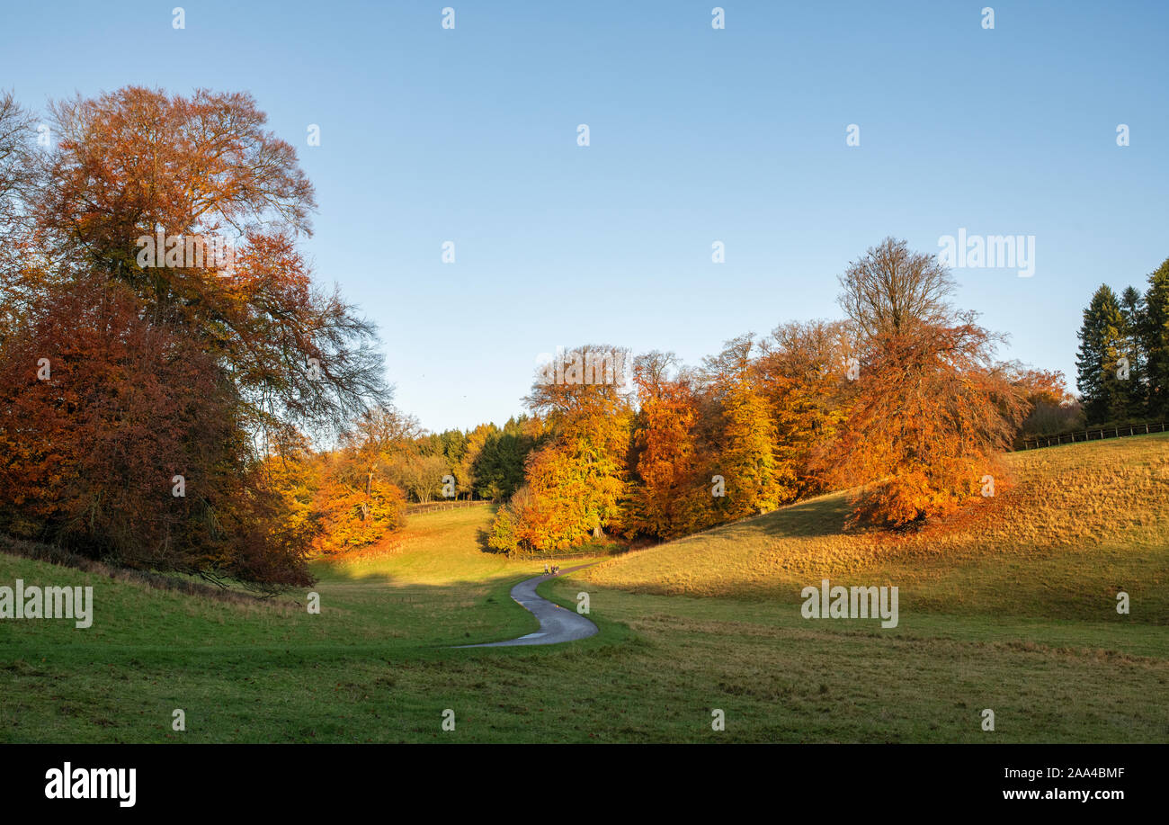 Fagus sylvatica. Autumn Beech trees in the early morning autumn sunlight. Blenheim park, Oxfordshire, England Stock Photo