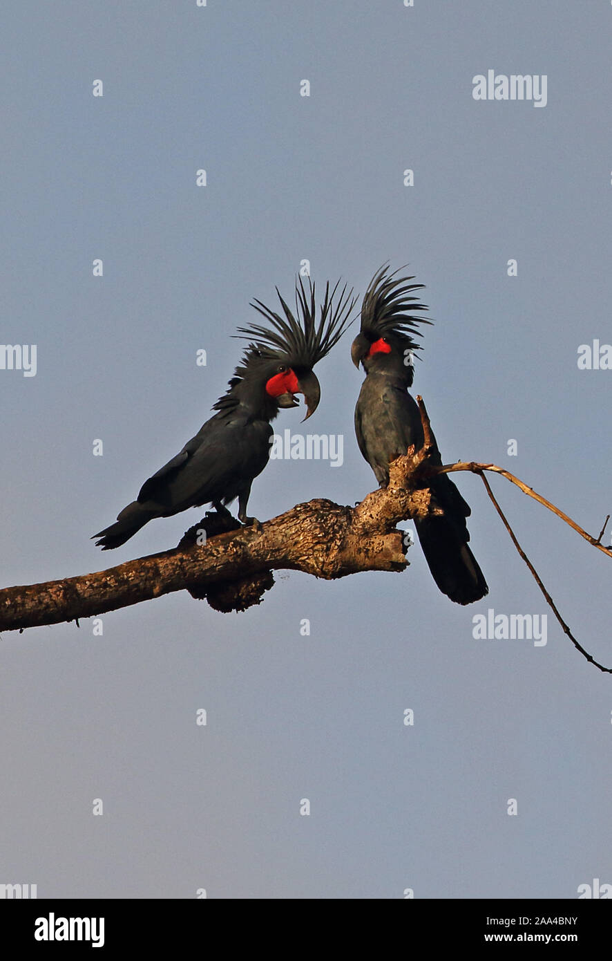 Palm Cockatoo (Probosciger aterrimus) pair perched on dead branch  Fly River, Papua New Guinea                 July Stock Photo