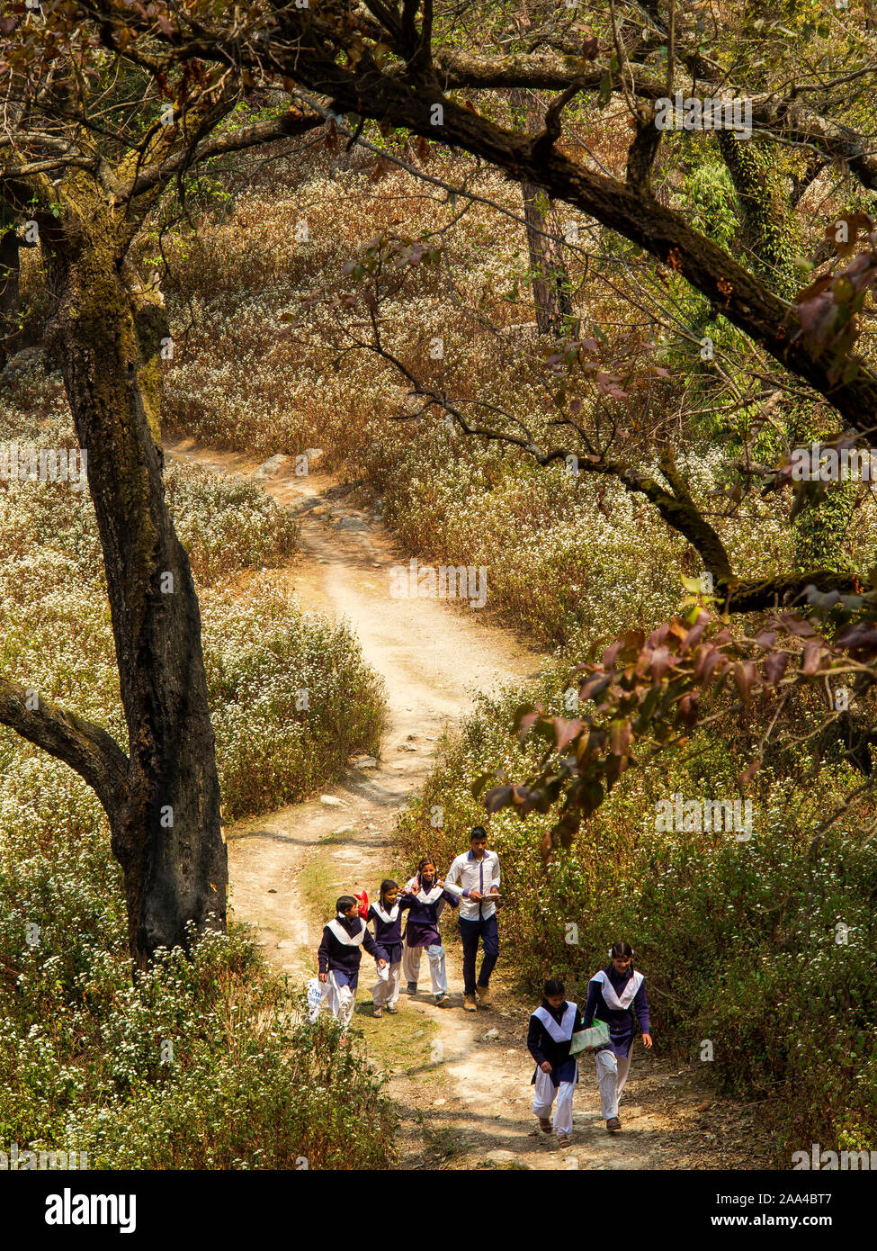 Young Students In School Uniform Walking On The Forest Road Going To Their Homes On Some Remote Part Of Kala Agar Ridge Kala Agar Uttarakhand India Stock Photo Alamy