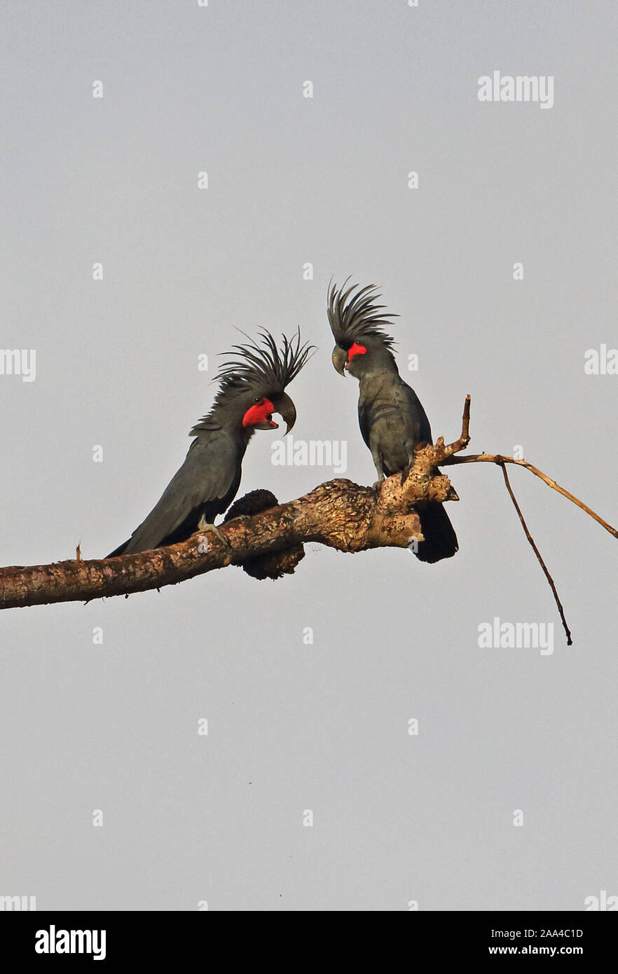 Palm Cockatoo (Probosciger aterrimus) pair perched on dead branch  Fly River, Papua New Guinea                 July Stock Photo
