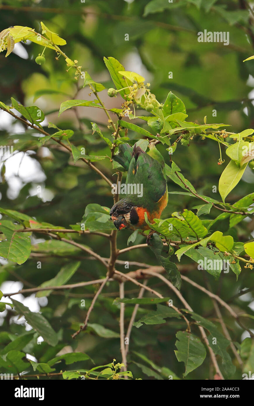Dusky-cheeked Fig-parrot (Cyclopsitta melanogenia) adult female eating fruit in tree  Fly River, Papua New Guinea                 July Stock Photo