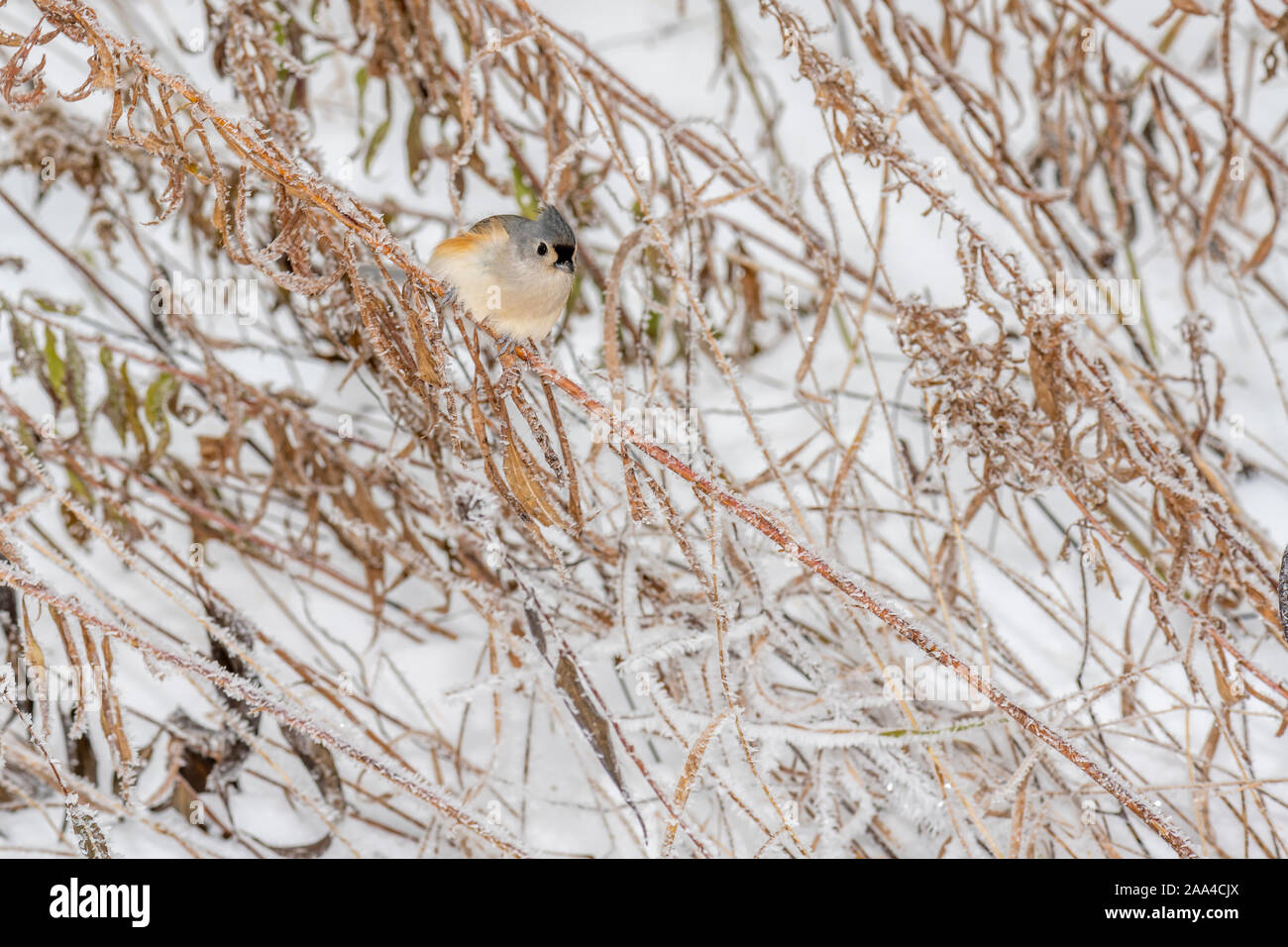 A tufted titmouse (Baeolophus bicolor) perched with a snowy background. Stock Photo