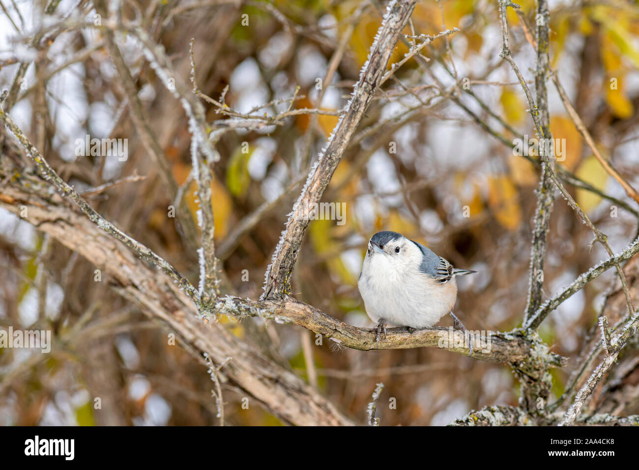 White-breasted Nuthatch (Sitta carolinensis) perched on a tree in winter. Stock Photo