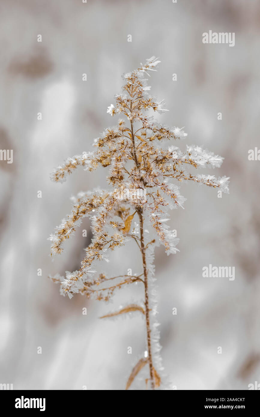 Ice crystals cover a dried goldenrod plant in the winter. Stock Photo