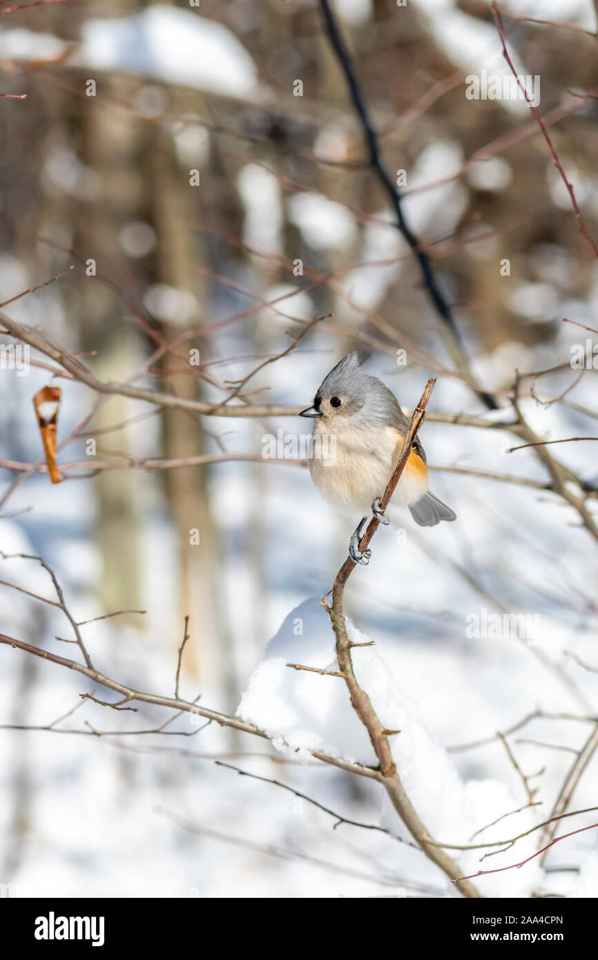 A tufted titmouse (Baeolophus bicolor) perched with a snowy background. Stock Photo