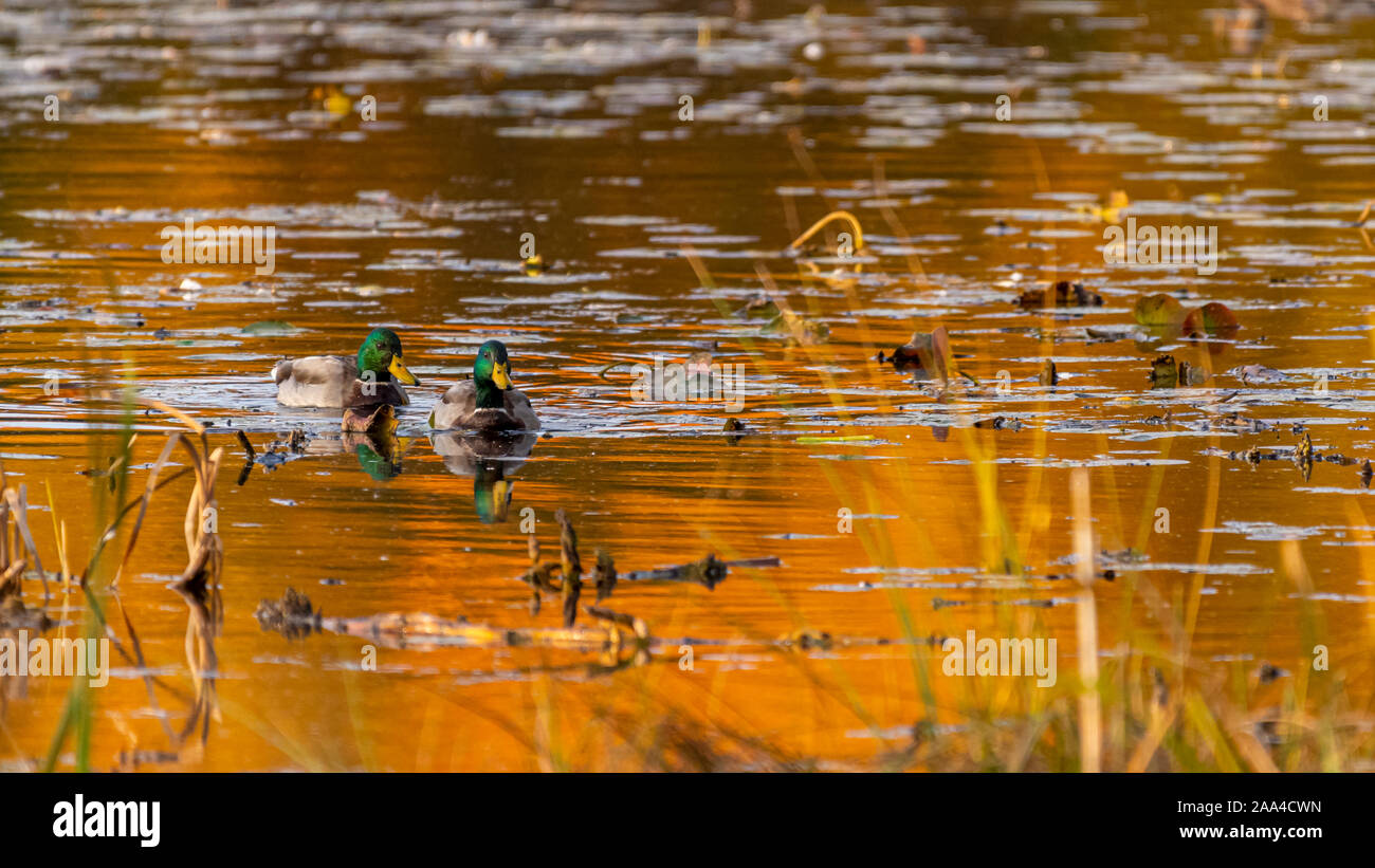 Two male Mallard ducks (Anas platyrhynchos) swimming swimming on a pond appearing golden in the morning light. Stock Photo