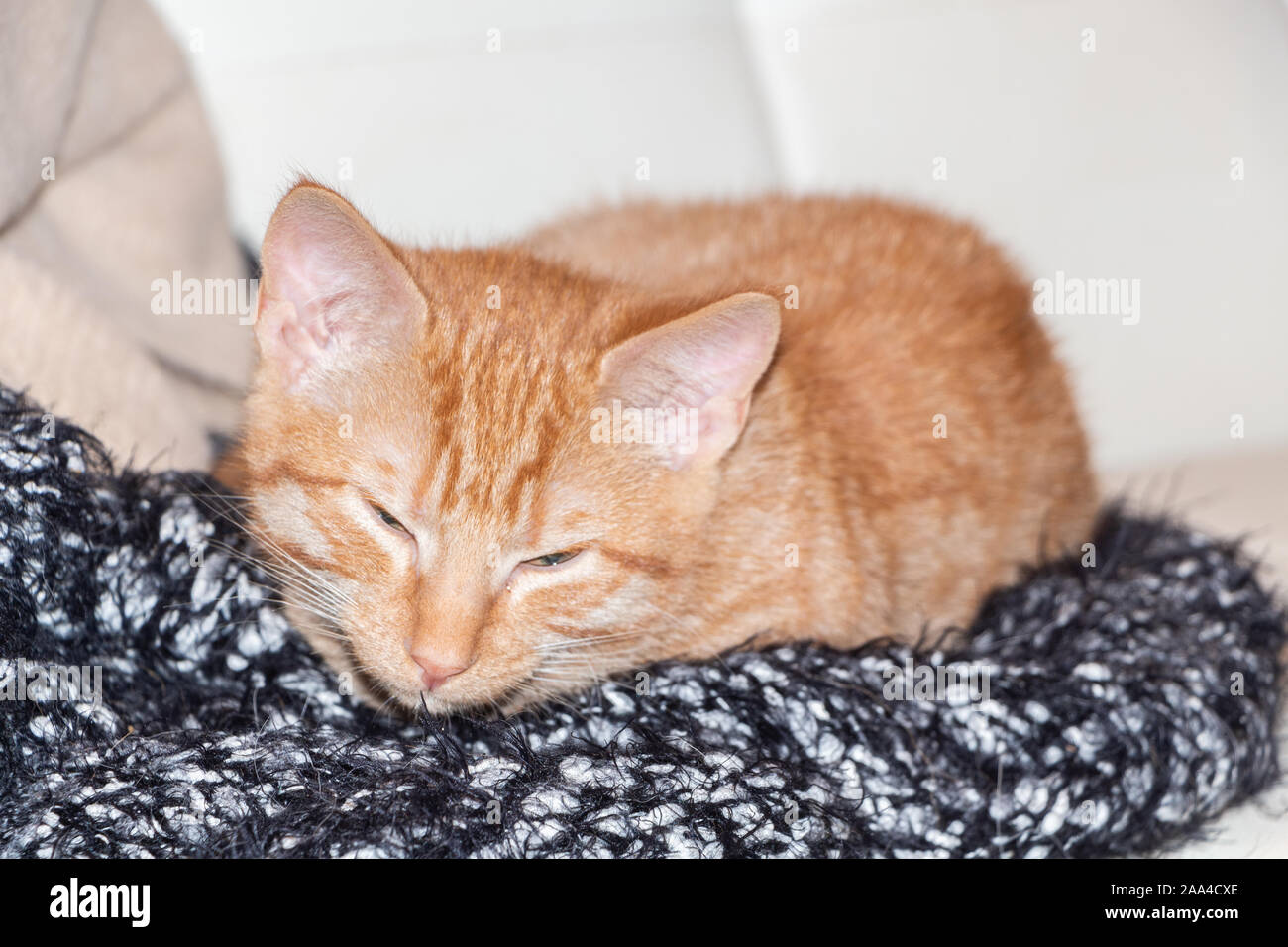 Red kitten lying on a couch Stock Photo