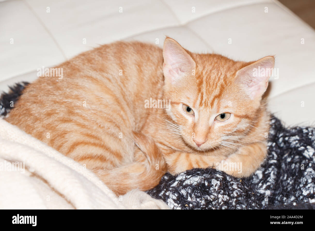 Red kitten lying on a white couch Stock Photo