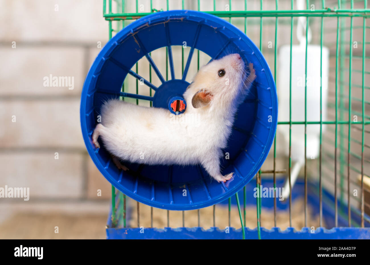 hamster running in the running wheel isolated on white backgroun Stock Photo
