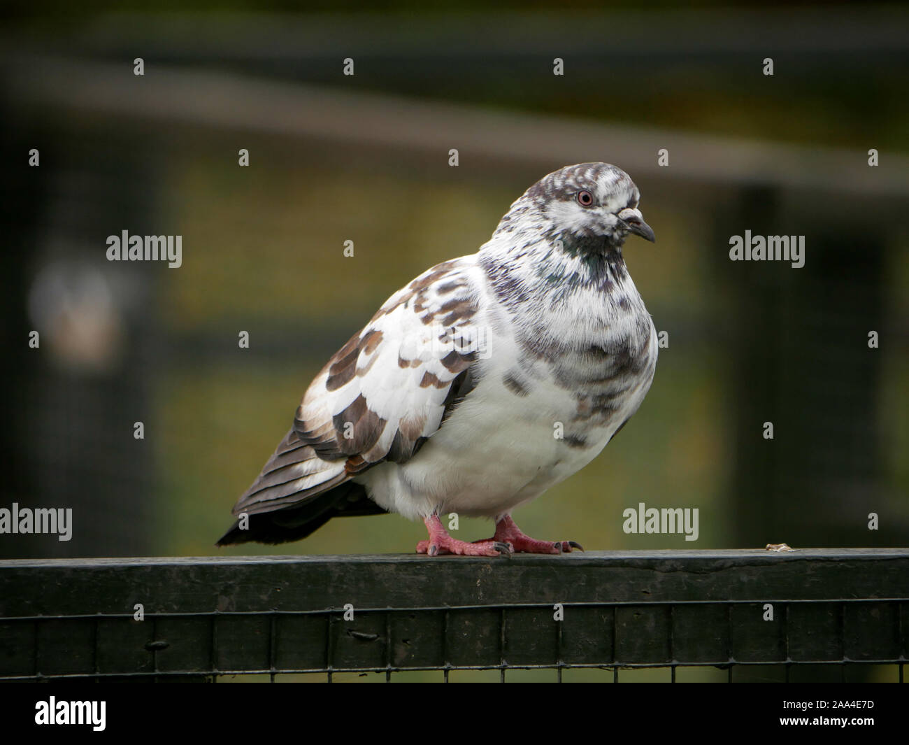 White brown pigeon hires stock photography and images Alamy