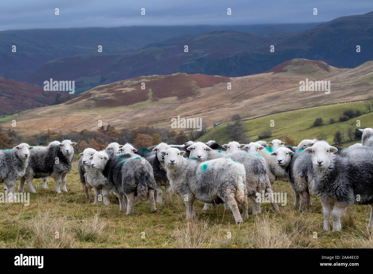 Flock of Herdwick ewes on upland pastures at Tupping time in the Autumn. Cumbria, UK. Stock Photo