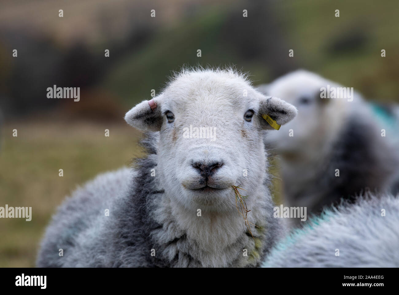 Flock of Herdwick ewes on upland pastures at Tupping time in the Autumn. Cumbria, UK. Stock Photo