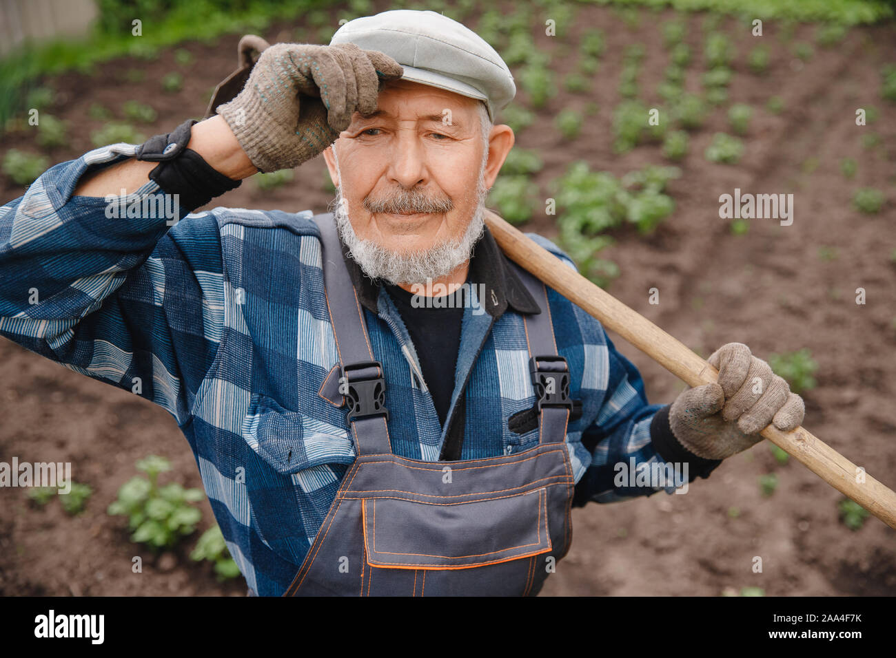 Removing weeds from soil of potatoes, Senior elderly man wielding hoe ...