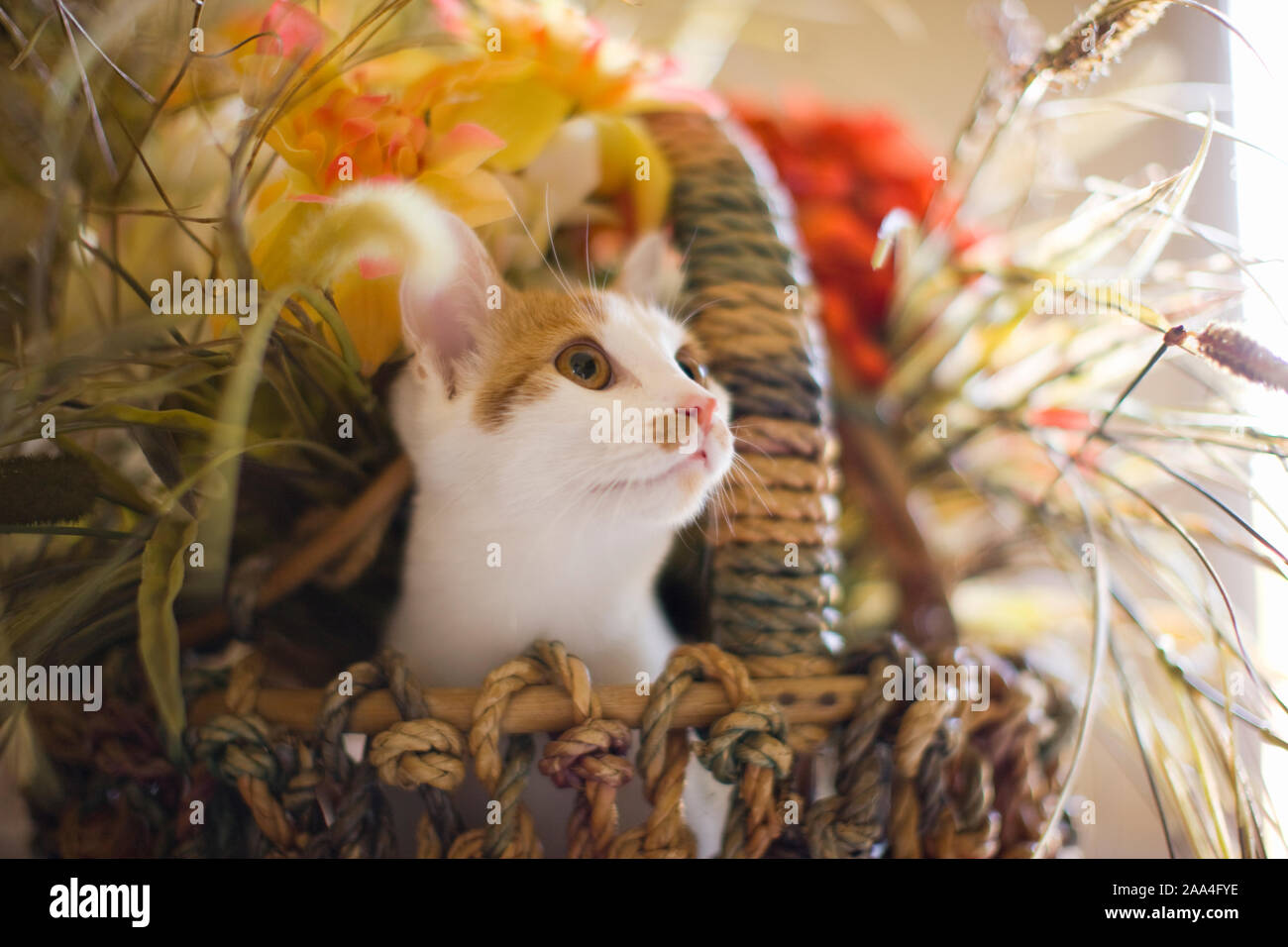 Cat in gift basket of flowers Stock Photo